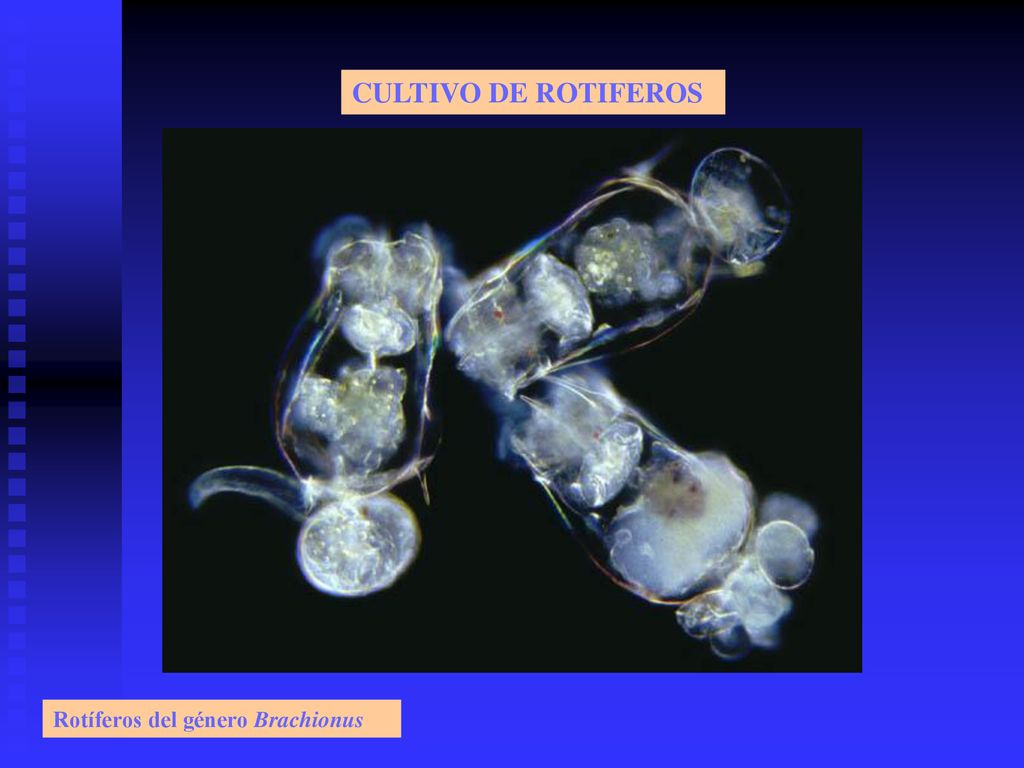 CULTIVO DE ROTIFEROS Rotíferos del género Brachionus