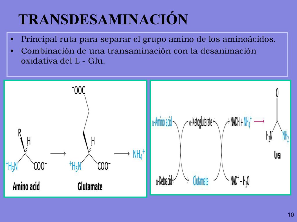 TRANSDESAMINACIÓN Principal ruta para separar el grupo amino de los aminoácidos.