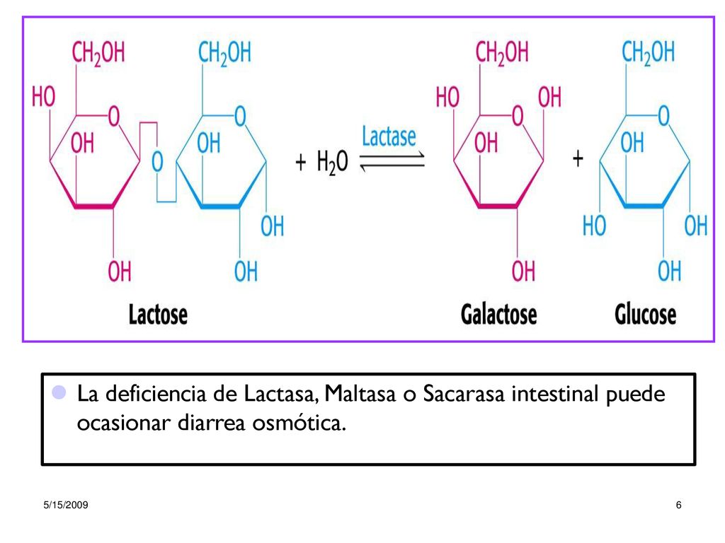 La deficiencia de Lactasa, Maltasa o Sacarasa intestinal puede ocasionar diarrea osmótica.