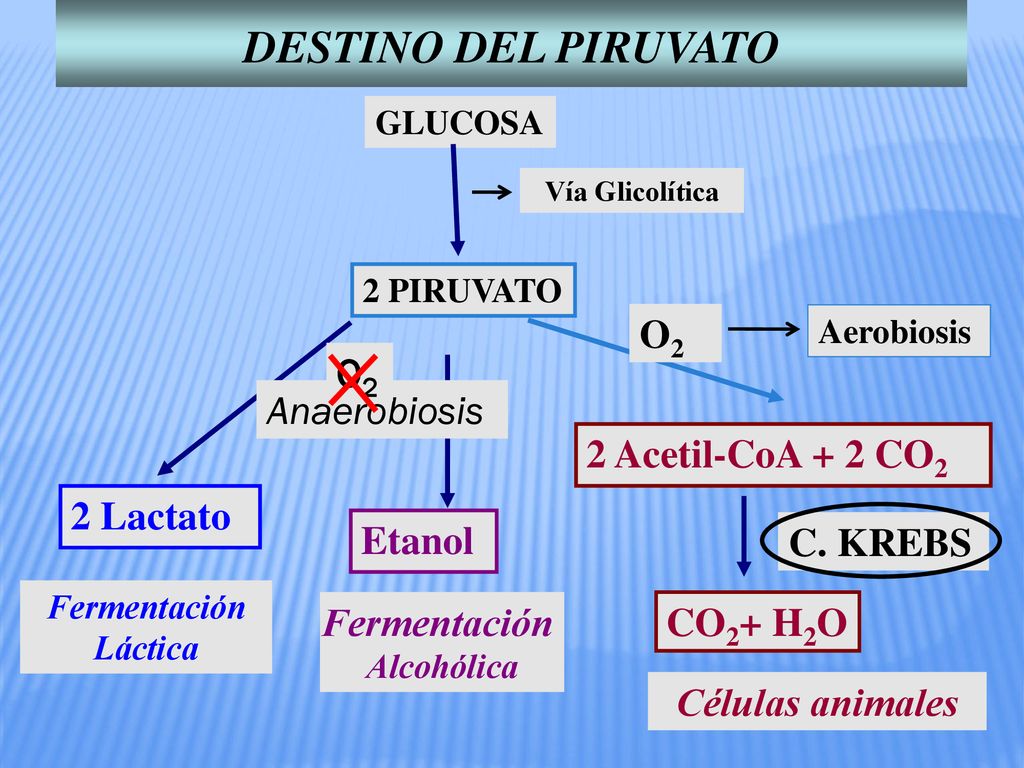 DESTINO DEL PIRUVATO O2 Anaerobiosis O2 2 Acetil-CoA + 2 CO2 2 Lactato