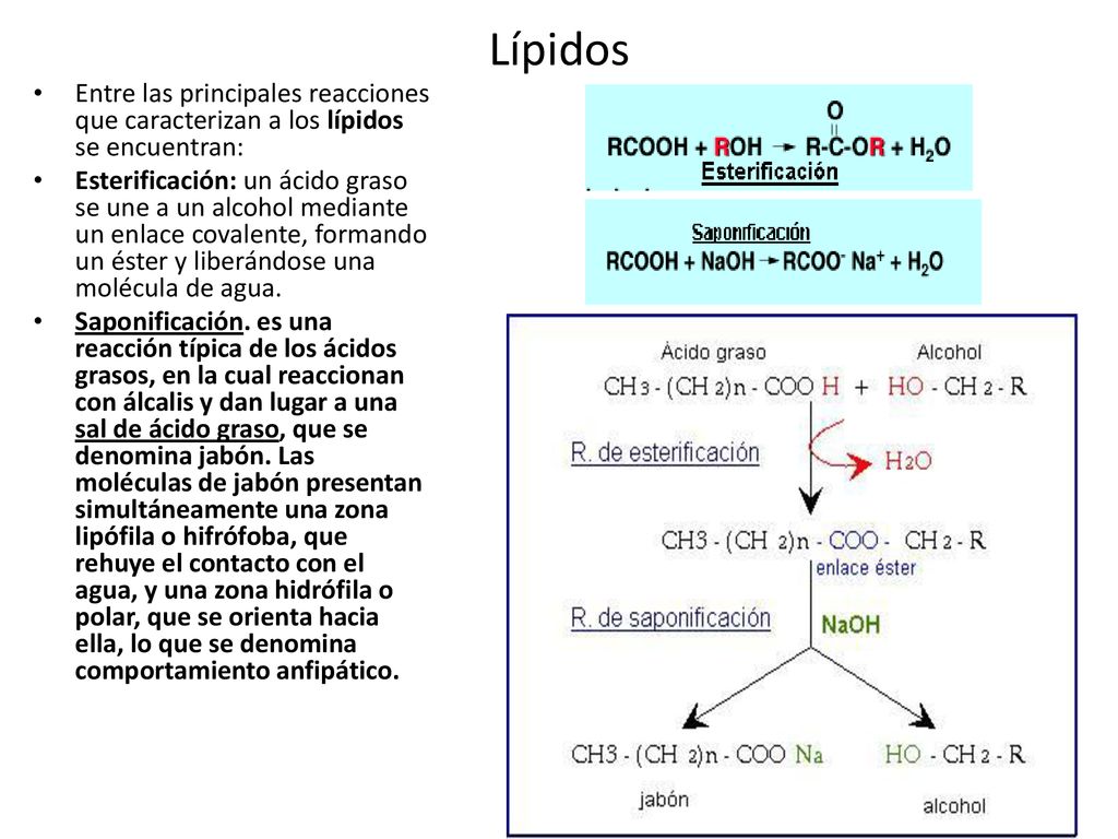 Lípidos Entre las principales reacciones que caracterizan a los lípidos se encuentran: