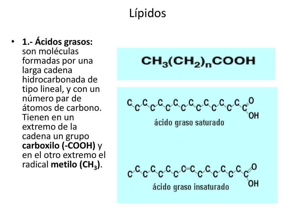 L Pidos Los L Pidos Son Biomol Culas Org Nicas Que Est N Formadas