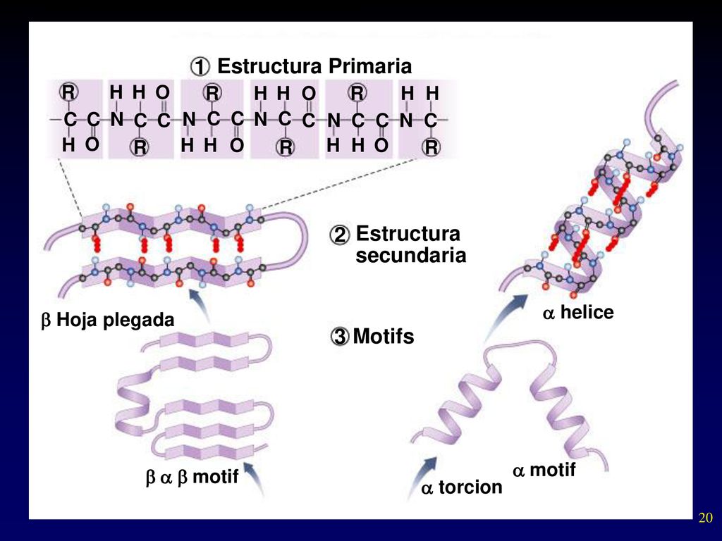1 Estructura Primaria 2 Estructura secundaria 3 Motifs R H H O R H H O