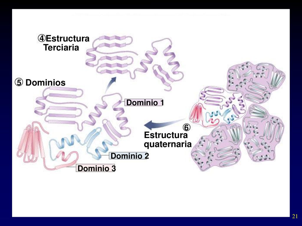 Estructura Terciaria Dominios Estructura quaternaria 4 5 Dominio 1 6