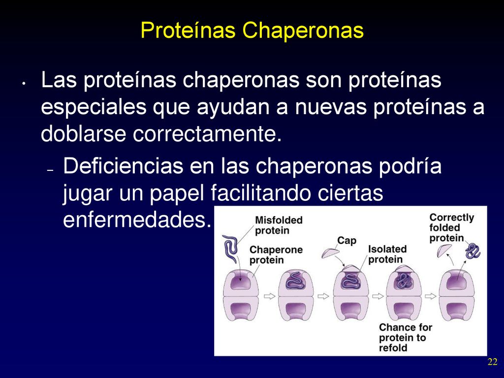 Proteínas Chaperonas Las proteínas chaperonas son proteínas especiales que ayudan a nuevas proteínas a doblarse correctamente.