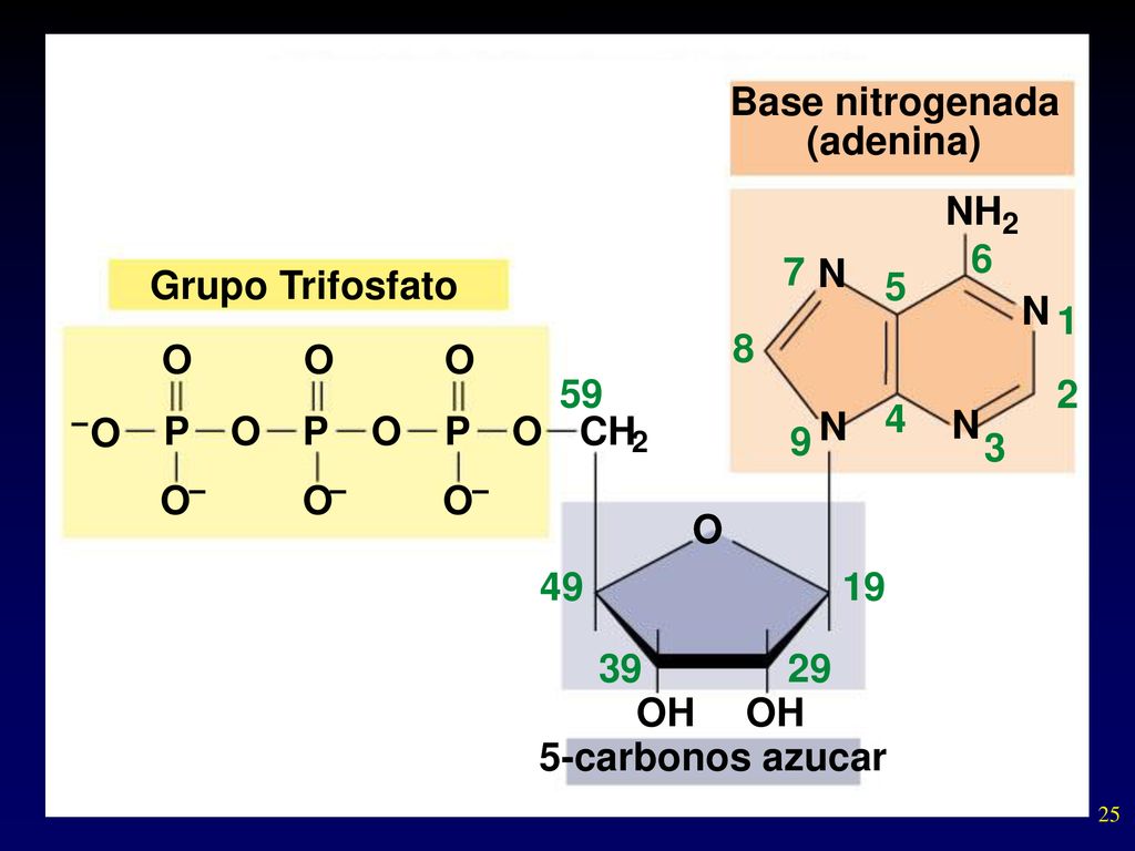 Base nitrogenada (adenina) NH 6 7 N Grupo Trifosfato 5 N 1 8 O O O 59
