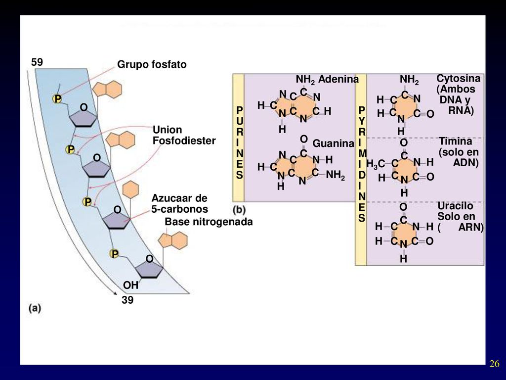 59 Grupo fosfato NH2 Adenina NH2 Cytosina (Ambos DNA y RNA) N C C N C