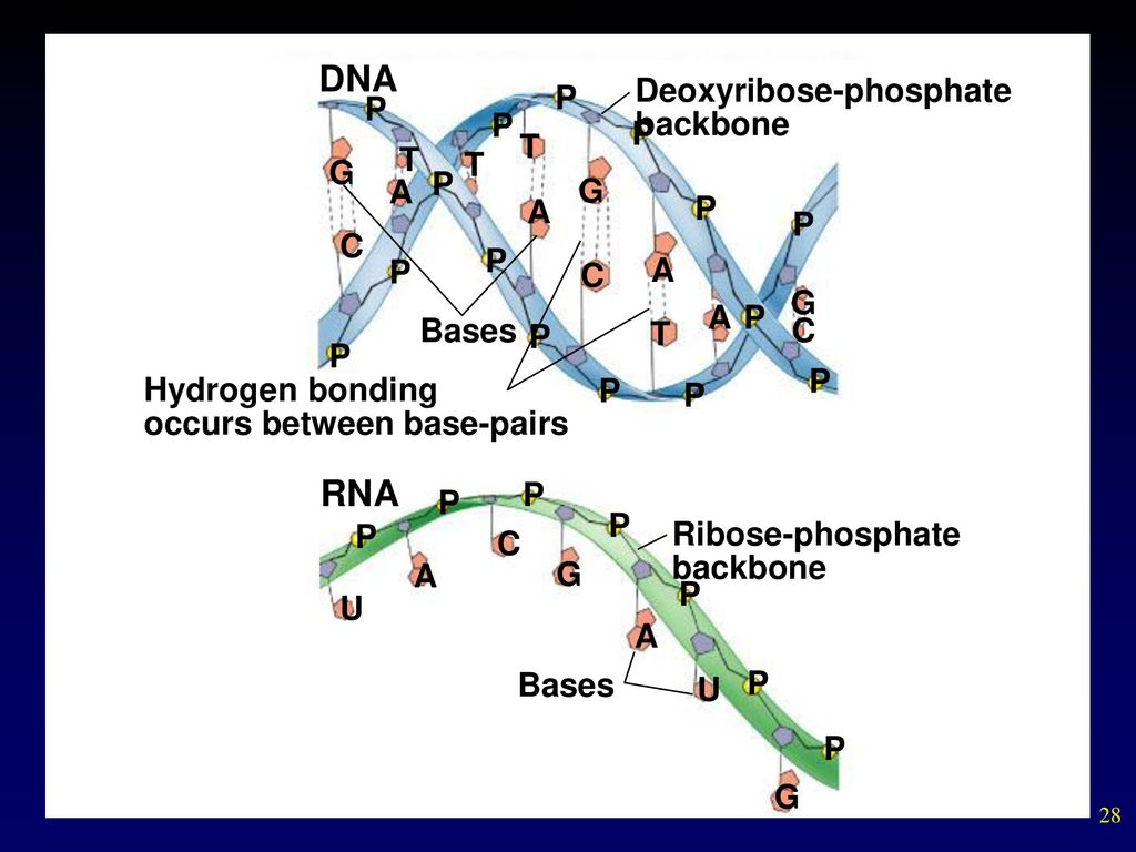 DNA RNA P Deoxyribose-phosphate backbone P P P T T T G P A G A P P C P