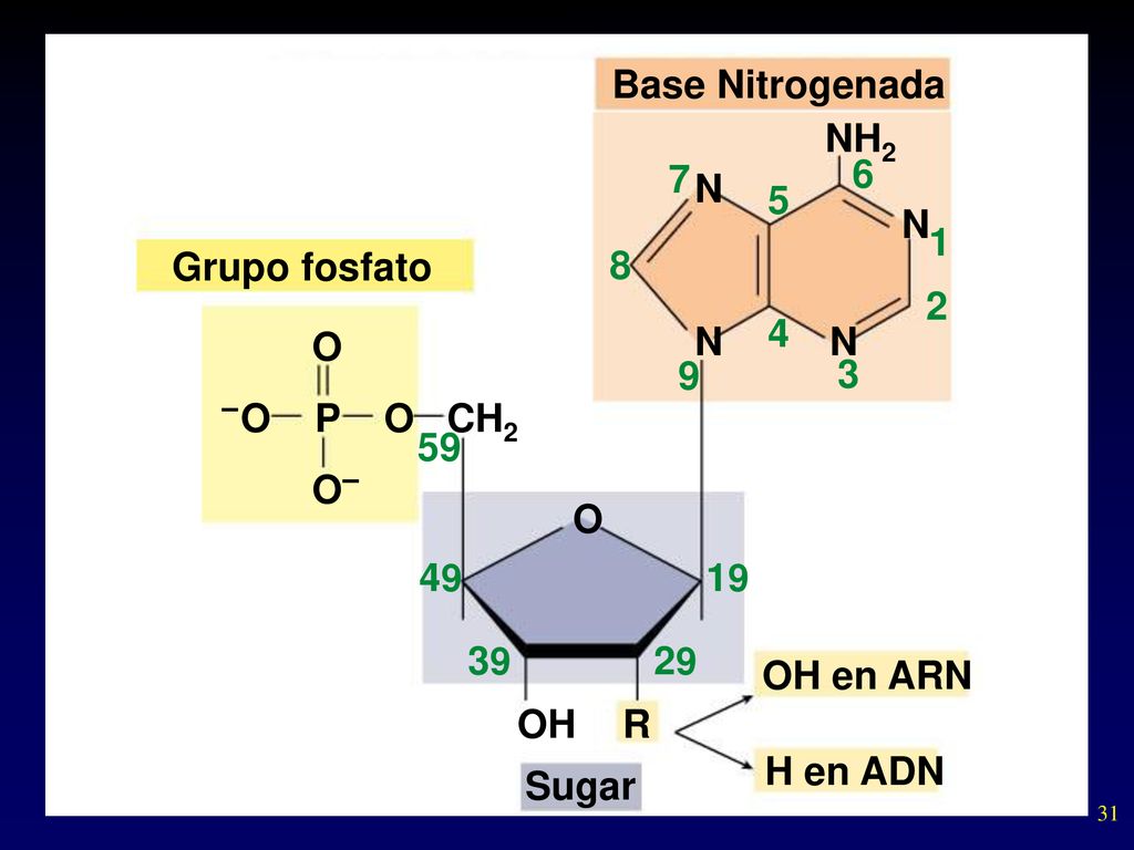 Base Nitrogenada NH2 7 6 N 5 N 1 Grupo fosfato O N N 9 3 O P O