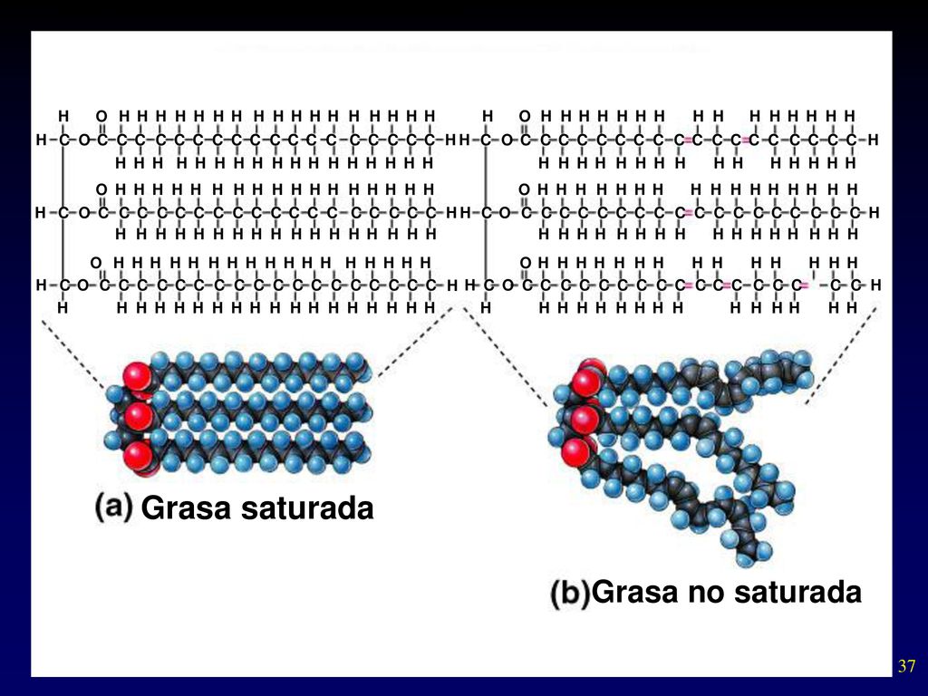 Grasa saturada Grasa no saturada H O H H H H H H H H H H H H H H H H H