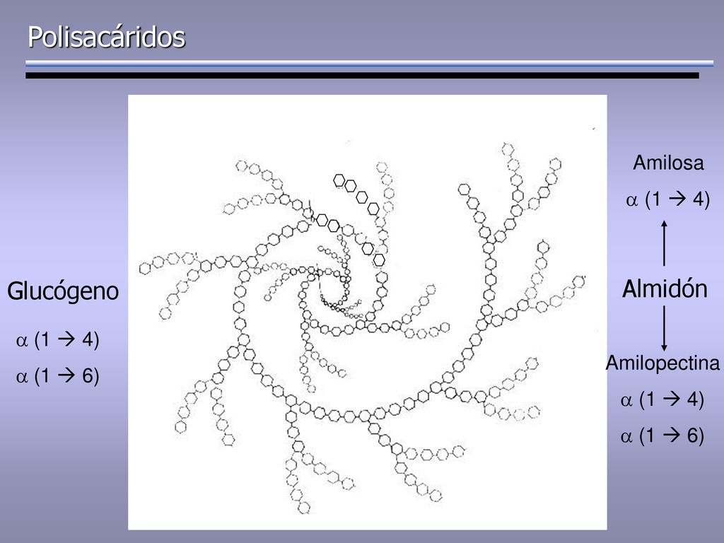 Polisacáridos Glucógeno Almidón Amilosa a (1  4) a (1  4) a (1  6)