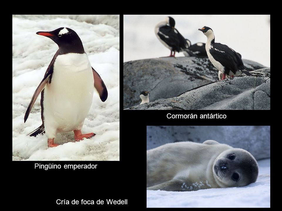 Cormorán antártico Pingüino emperador Cría de foca de Wedell