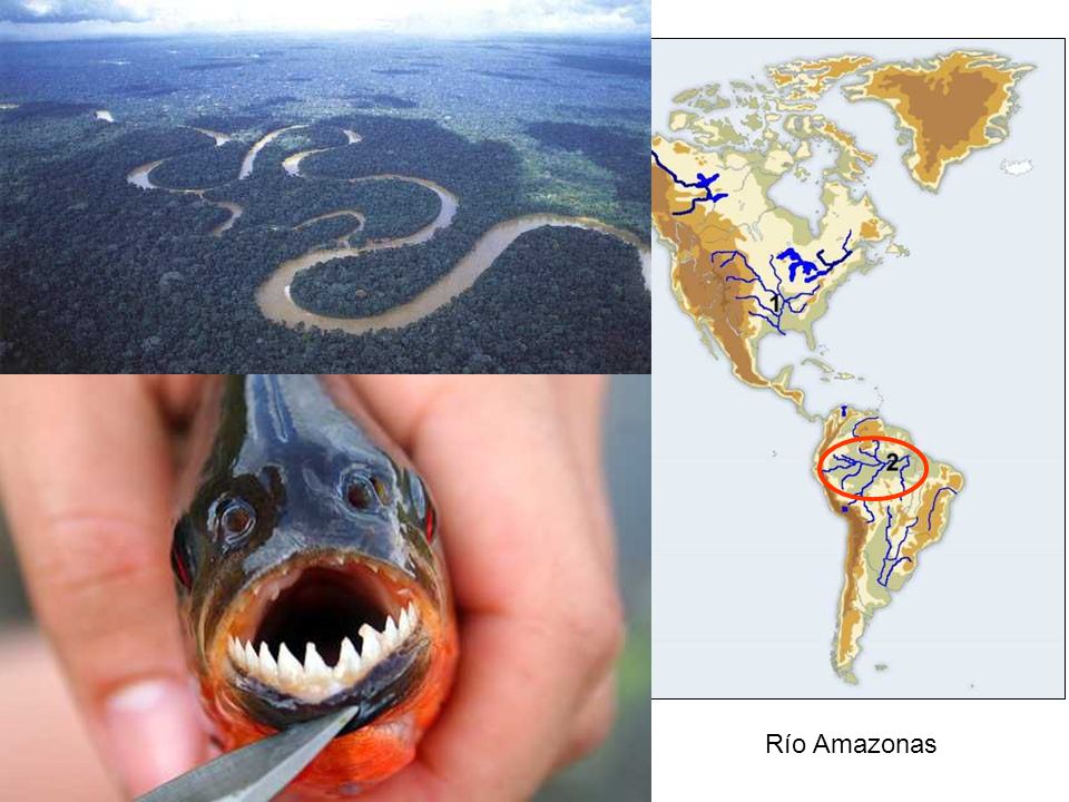 Río Amazonas Río Amazonas