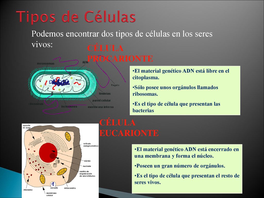 Tipos de Células Podemos encontrar dos tipos de células en los seres vivos: CÉLULA PROCARIONTE.