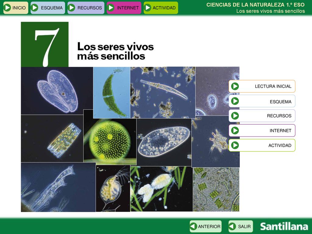 INICIO ESQUEMA. RECURSOS. INTERNET. ACTIVIDAD. CIENCIAS DE LA NATURALEZA 1.º ESO Los seres vivos más sencillos.