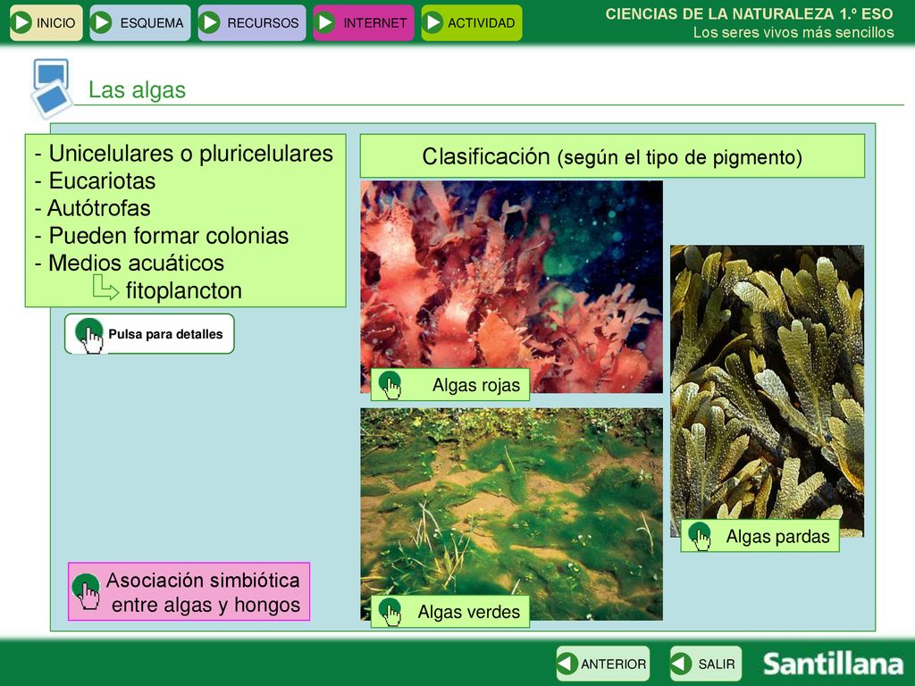 Clasificación (según el tipo de pigmento)