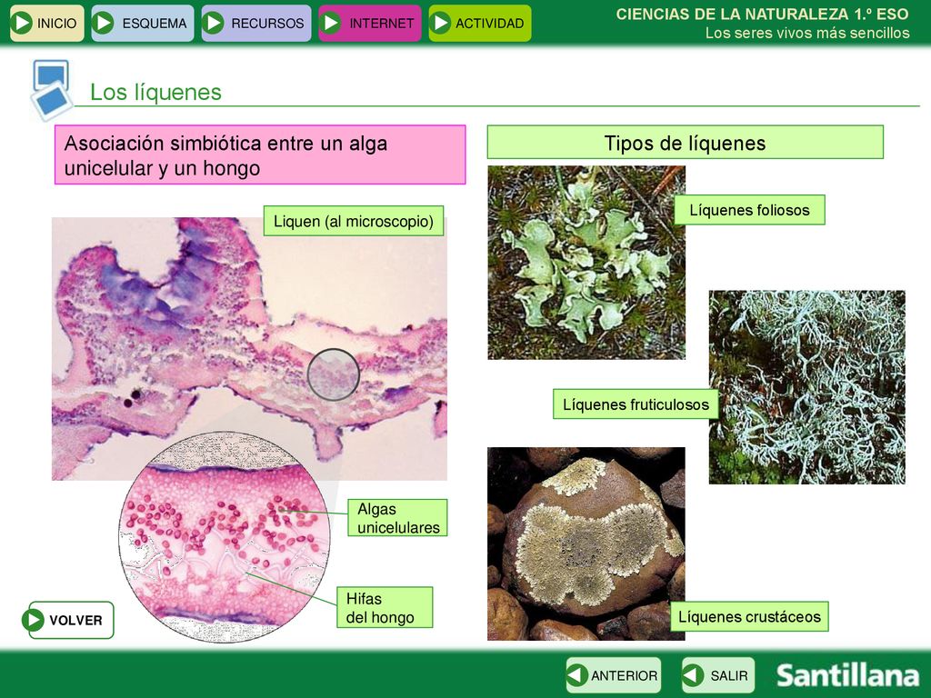 Los líquenes Asociación simbiótica entre un alga unicelular y un hongo