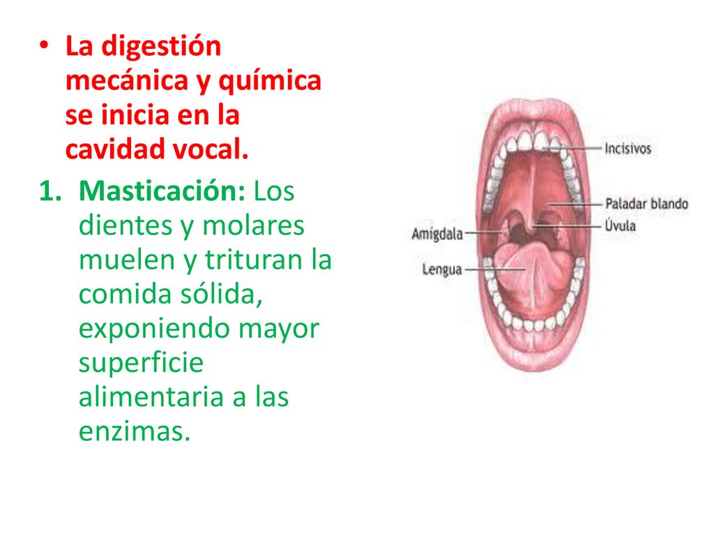 La digestión mecánica y química se inicia en la cavidad vocal.