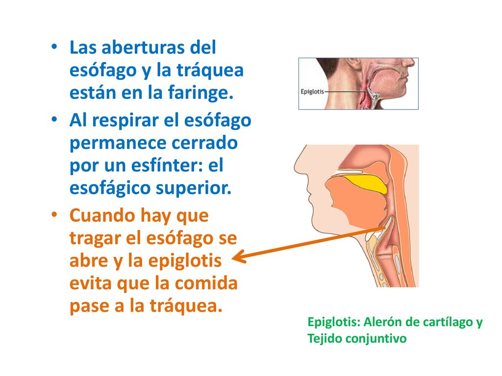 Las aberturas del esófago y la tráquea están en la faringe.