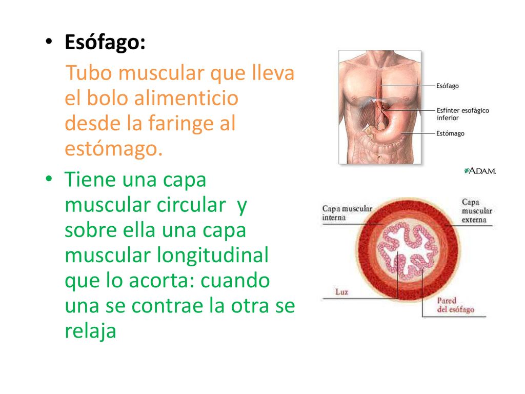 Esófago: Tubo muscular que lleva el bolo alimenticio desde la faringe al estómago.