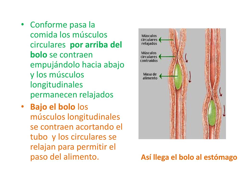Conforme pasa la comida los músculos circulares por arriba del bolo se contraen empujándolo hacia abajo y los músculos longitudinales permanecen relajados