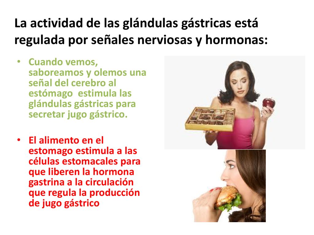 La actividad de las glándulas gástricas está regulada por señales nerviosas y hormonas: