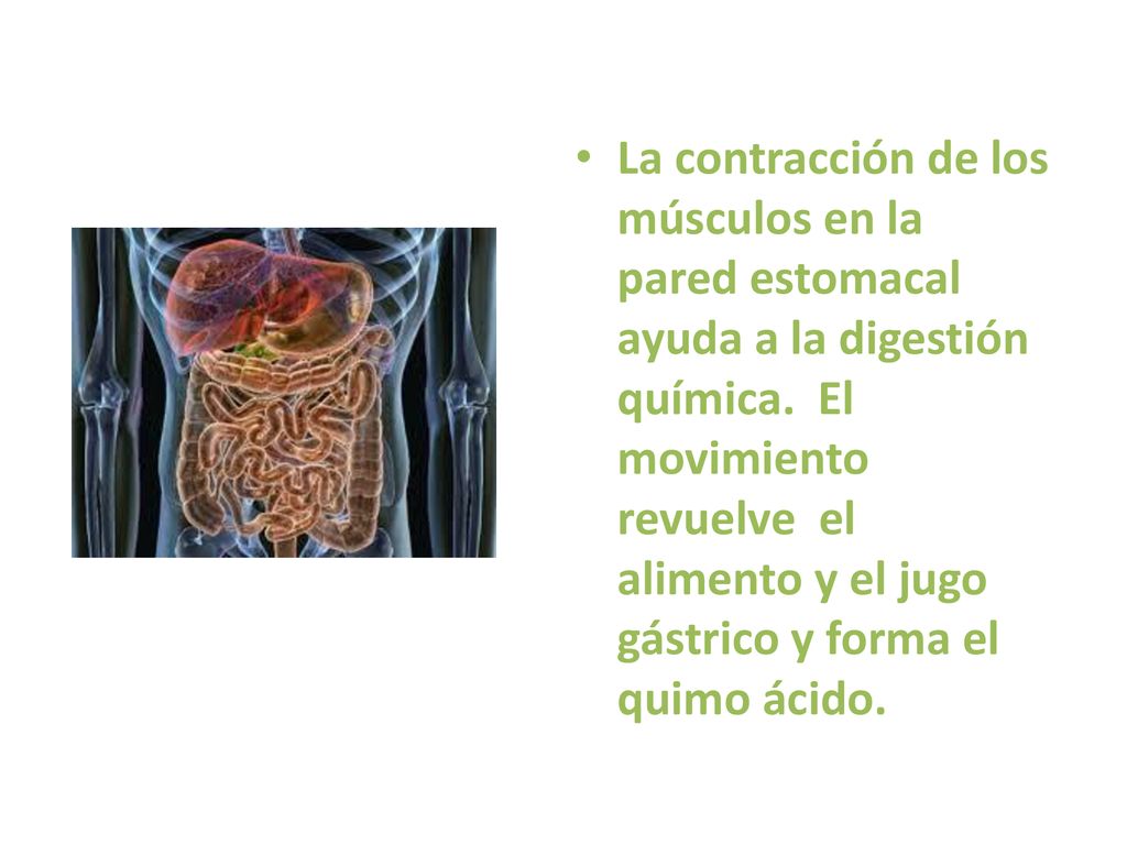 La contracción de los músculos en la pared estomacal ayuda a la digestión química.