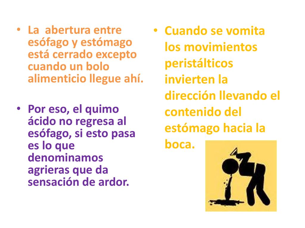 Cuando se vomita los movimientos peristálticos invierten la dirección llevando el contenido del estómago hacia la boca.