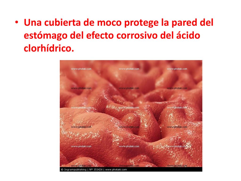 Una cubierta de moco protege la pared del estómago del efecto corrosivo del ácido clorhídrico.