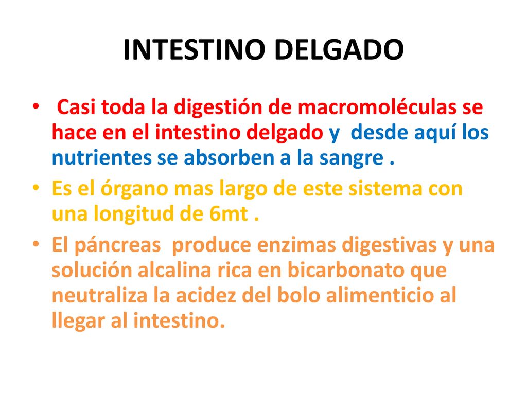 INTESTINO DELGADO Casi toda la digestión de macromoléculas se hace en el intestino delgado y desde aquí los nutrientes se absorben a la sangre .