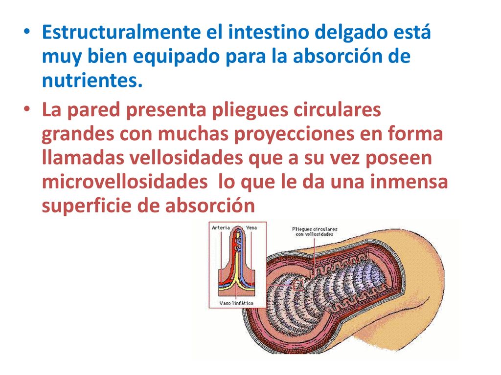 Estructuralmente el intestino delgado está muy bien equipado para la absorción de nutrientes.