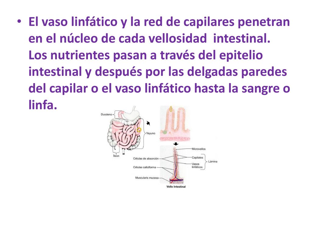 El vaso linfático y la red de capilares penetran en el núcleo de cada vellosidad intestinal.