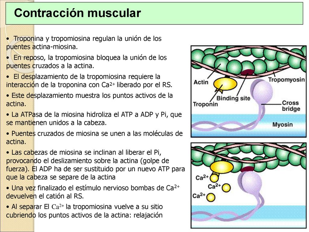 Contracción muscular Troponina y tropomiosina regulan la unión de los puentes actina-miosina.