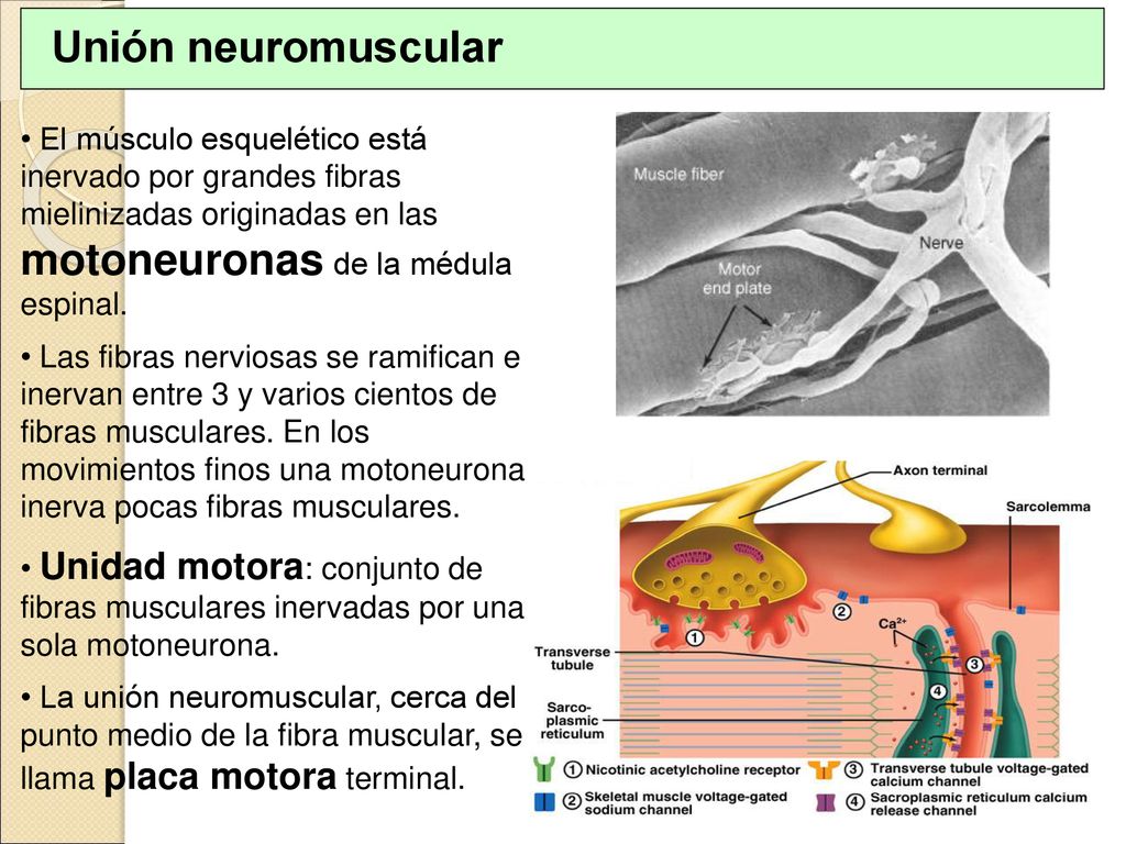 Unión neuromuscular El músculo esquelético está inervado por grandes fibras mielinizadas originadas en las motoneuronas de la médula espinal.