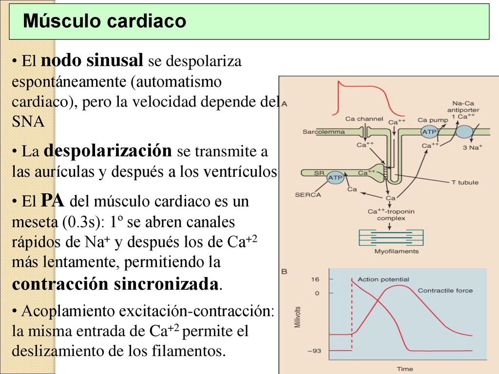 Músculo cardiaco El nodo sinusal se despolariza espontáneamente (automatismo cardiaco), pero la velocidad depende del SNA.