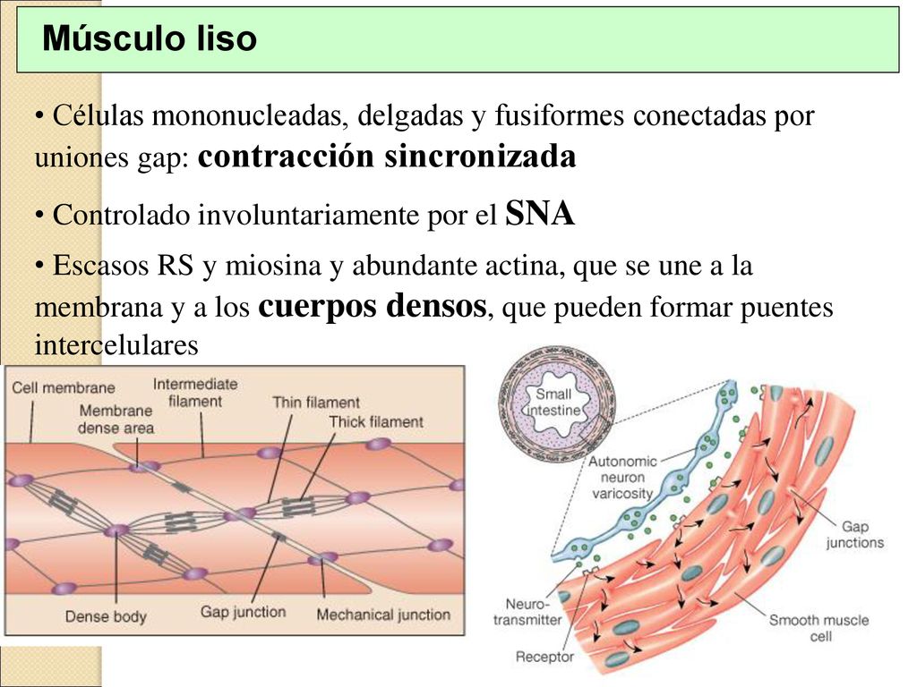 Músculo liso Células mononucleadas, delgadas y fusiformes conectadas por uniones gap: contracción sincronizada.