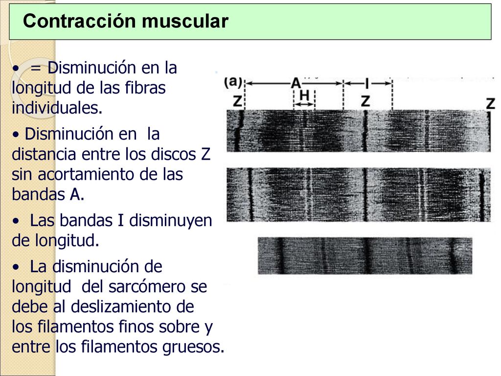Contracción muscular = Disminución en la . longitud de las fibras individuales.