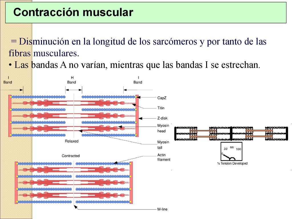 Contracción muscular = Disminución en la longitud de los sarcómeros y por tanto de las fibras musculares.