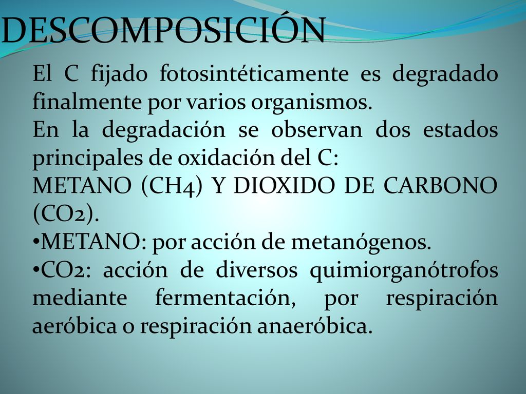 DESCOMPOSICIÓN El C fijado fotosintéticamente es degradado finalmente por varios organismos.