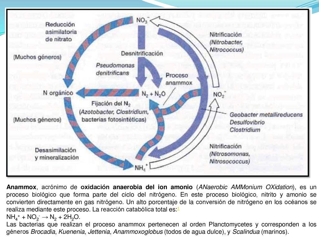 Anammox, acrónimo de oxidación anaerobia del ion amonio (ANaerobic AMMonium OXidation), es un proceso biológico que forma parte del ciclo del nitrógeno. En este proceso biológico, nitrito y amonio se convierten directamente en gas nitrógeno. Un alto porcentaje de la conversión de nitrógeno en los océanos se realiza mediante este proceso. La reacción catabólica total es:1