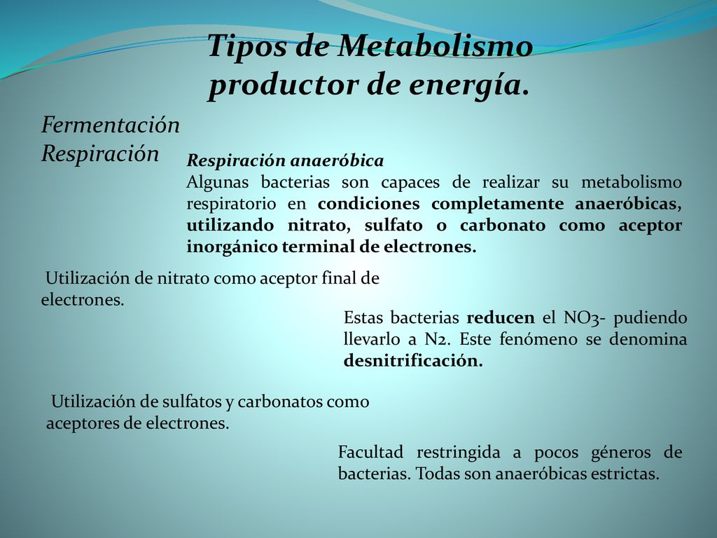 Tipos de Metabolismo productor de energía.