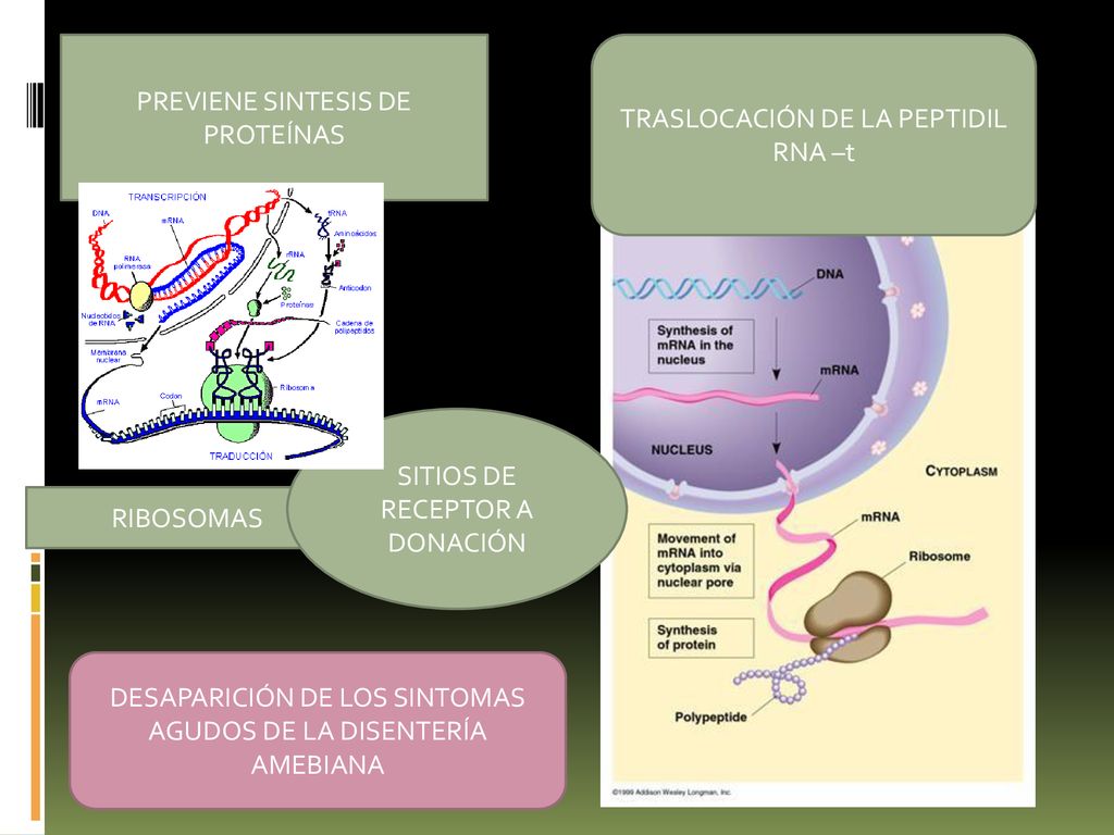 PREVIENE SINTESIS DE PROTEÍNAS TRASLOCACIÓN DE LA PEPTIDIL RNA –t