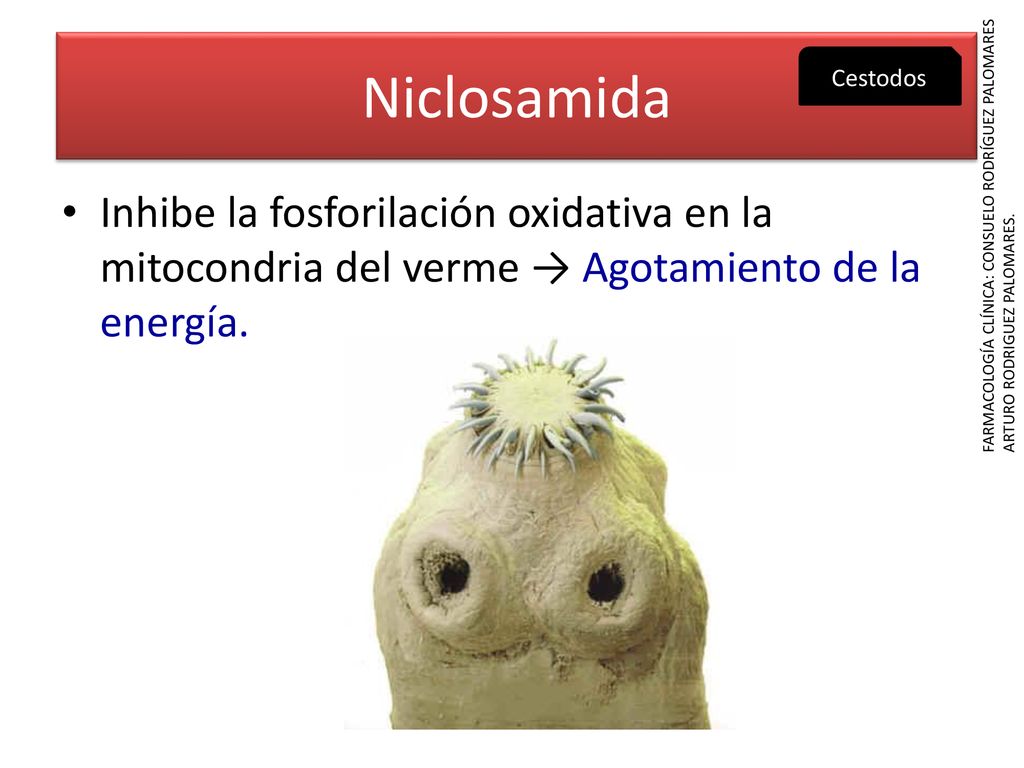 Niclosamida Cestodos. Inhibe la fosforilación oxidativa en la mitocondria del verme → Agotamiento de la energía.
