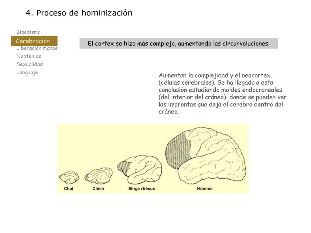 El cortex se hizo más complejo, aumentando las circunvoluciones.
