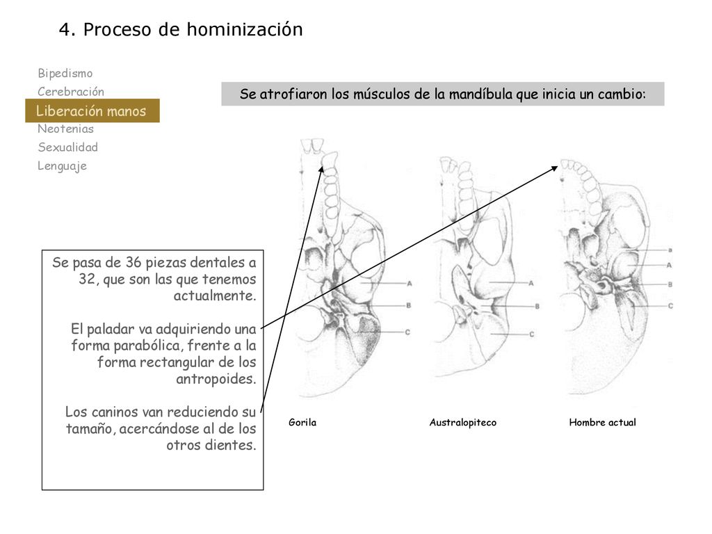 Se atrofiaron los músculos de la mandíbula que inicia un cambio: