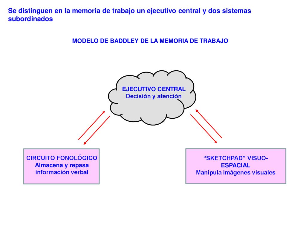 Se distinguen en la memoria de trabajo un ejecutivo central y dos sistemas subordinados