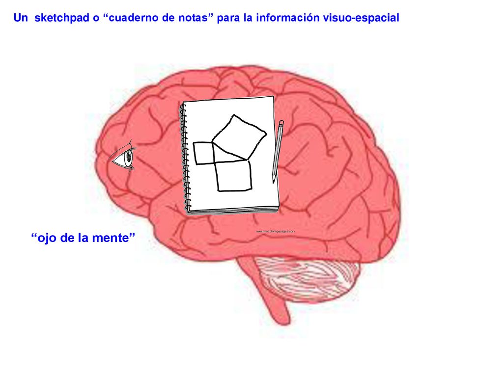 Un sketchpad o cuaderno de notas para la información visuo-espacial