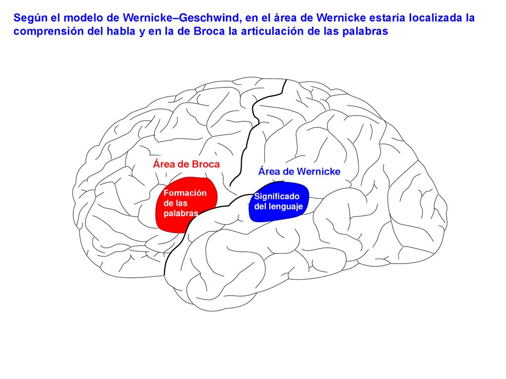 Según el modelo de Wernicke–Geschwind, en el área de Wernicke estaría localizada la comprensión del habla y en la de Broca la articulación de las palabras