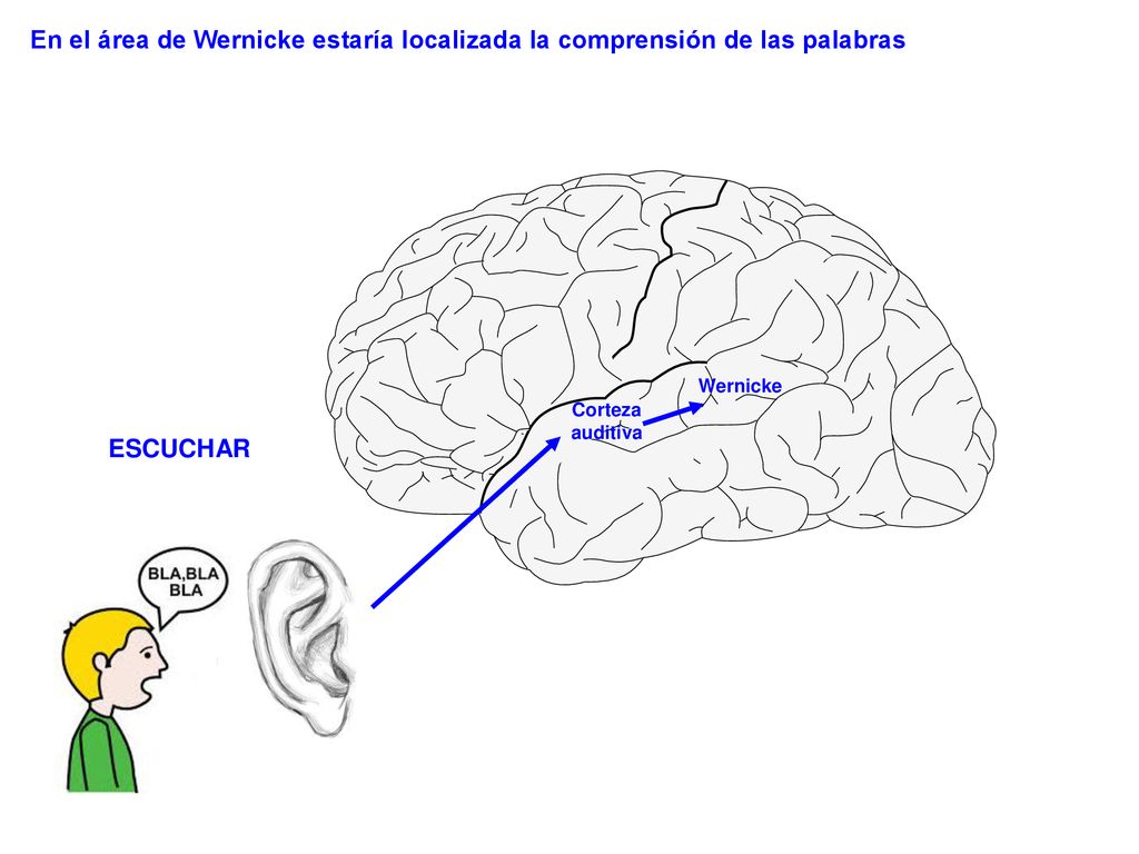 En el área de Wernicke estaría localizada la comprensión de las palabras