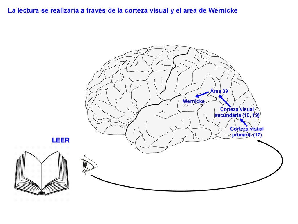 Corteza visual secundaria (18, 19) Corteza visual primaria (17)